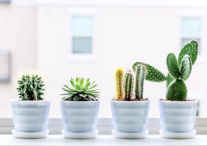 5 façons d’intégrer les cactus dans votre déco intérieure