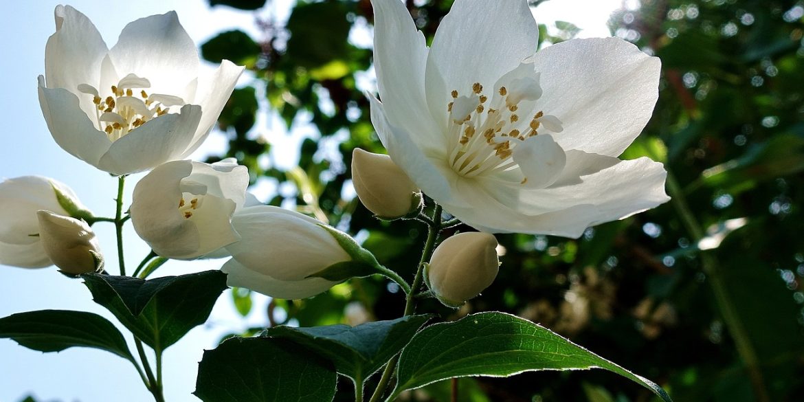Astuces jardinage : nos conseils pour bien entretenir un jasmin