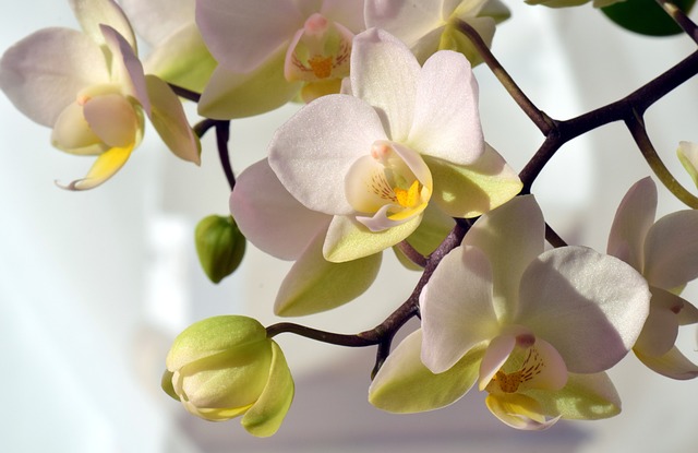 5 espèces d’orchidées faciles d’entretien à cultiver dans votre jardin
