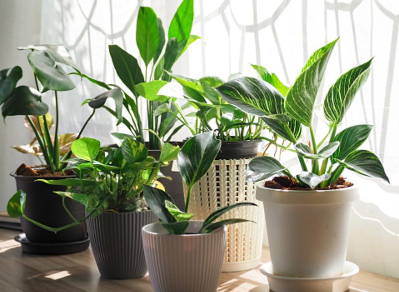 Salon: comment intégrer des plantes d’intérieur pour une décoration verte réussie?