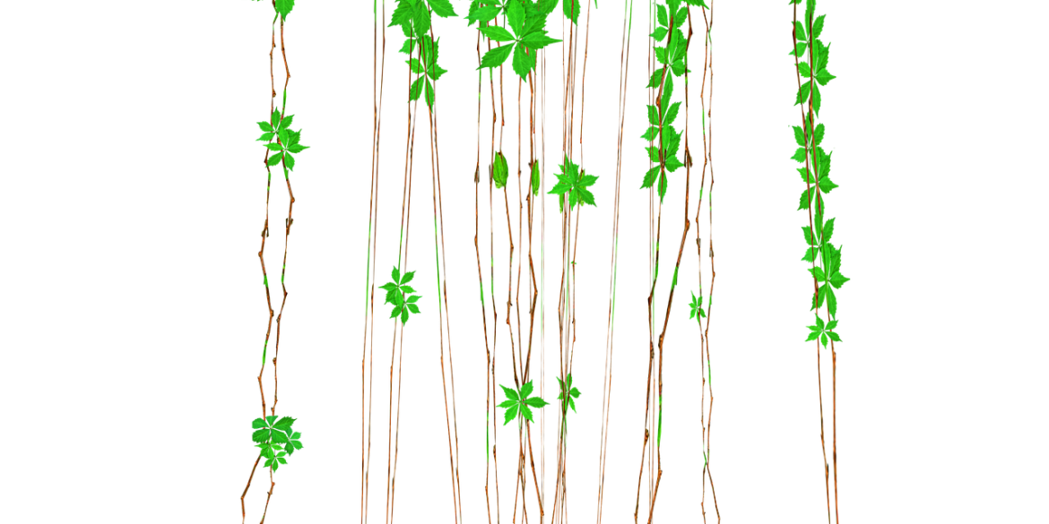 découvrez notre sélection de plantes suspendues pour embellir votre intérieur et apporter une touche de verdure originale et tendance à votre décoration.