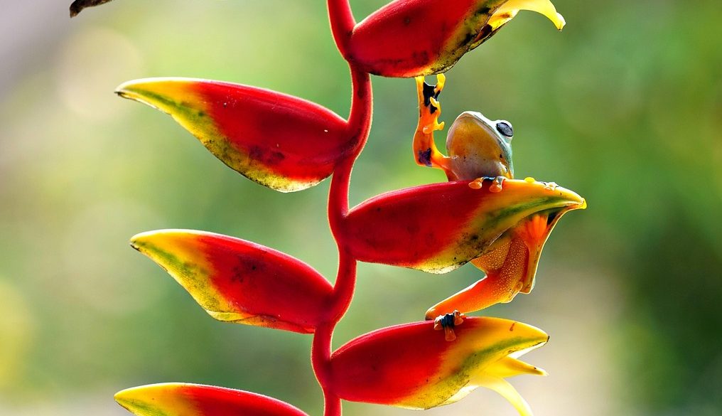 découvrez notre sélection de plantes suspendues pour décorer et apporter une touche de verdure à votre intérieur ou extérieur avec style et originalité.