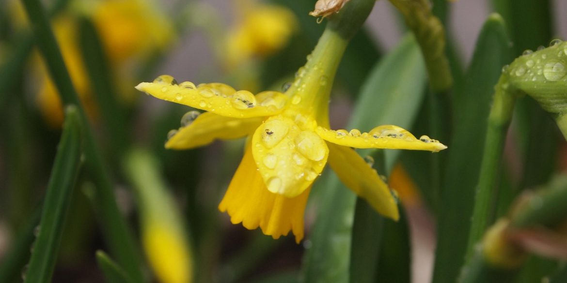 découvrez les meilleures méthodes pour arroser vos plantes suspendues et assurer leur santé et leur beauté toute l'année.
