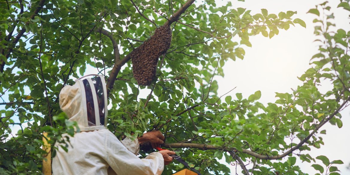 Exterminateur de guêpe